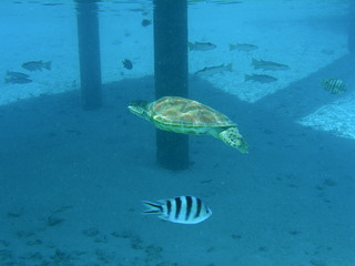 Tim and Dana Higel in Bora Bora