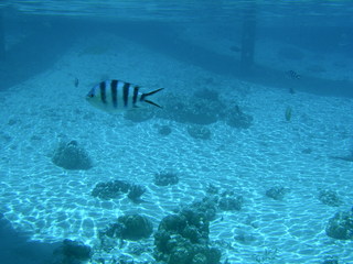 Tim and Dana Higel in Bora Bora