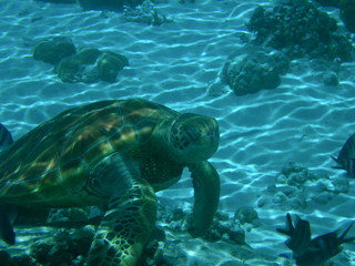 Tim and Dana Higel in Bora Bora