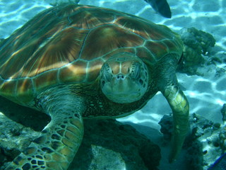 Tim and Dana Higel in Bora Bora