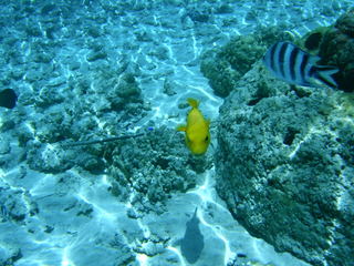 Tim and Dana Higel in Bora Bora