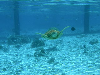 Tim and Dana Higel in Bora Bora