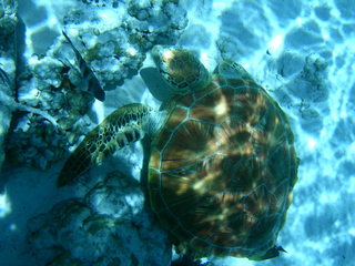 Tim and Dana Higel in Bora Bora