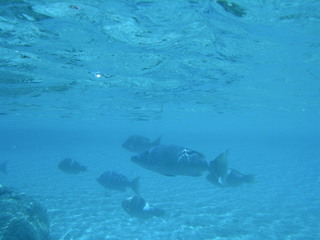 Tim and Dana Higel in Bora Bora