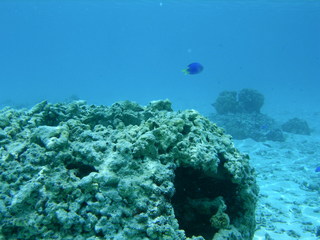 Tim and Dana Higel in Bora Bora