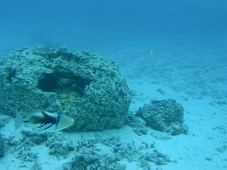 Tim and Dana Higel in Bora Bora