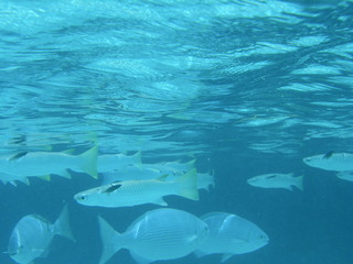 Tim and Dana Higel in Bora Bora