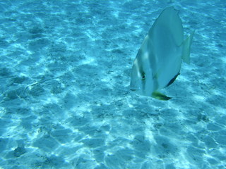 Tim and Dana Higel in Bora Bora