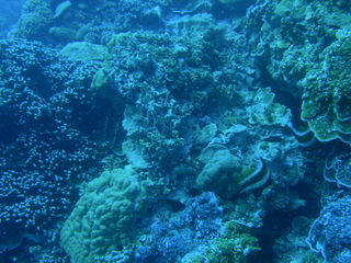 Tim and Dana Higel in Bora Bora