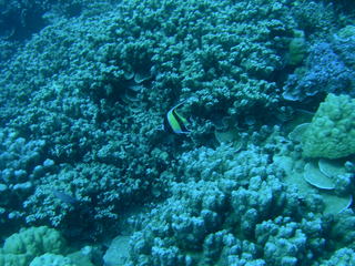 Tim and Dana Higel in Bora Bora