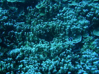 Tim and Dana Higel in Bora Bora