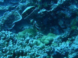 Tim and Dana Higel in Bora Bora