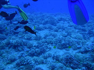 Tim and Dana Higel in Bora Bora