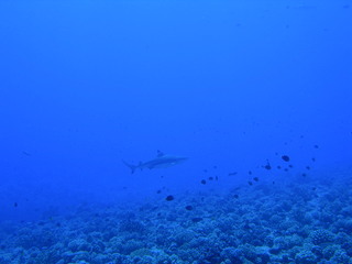 Tim and Dana Higel in Bora Bora