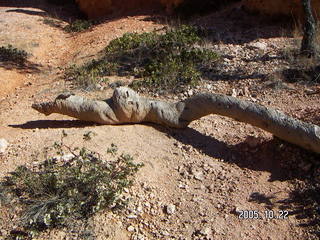 Bryce Canyon -- Queen's Garden Trail