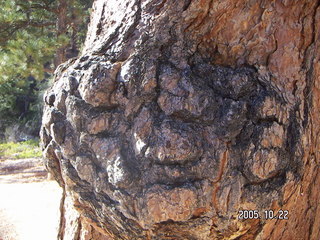Bryce Canyon -- Queen's Garden Trail