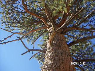 Bryce Canyon -- Queen's Garden Trail