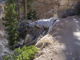 Bryce Canyon -- Peek-a-boo Loop