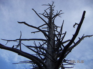 Bryce Canyon -- Bristlecone Loop Trail