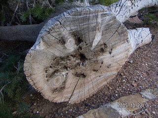 Bryce Canyon -- Bristlecone Loop Trail