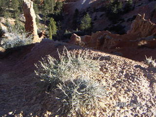 Bryce Canyon -- Fairyland Trail -- hardy plants