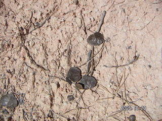 Bryce Canyon -- Fairyland Trail -- leaves on the hillside