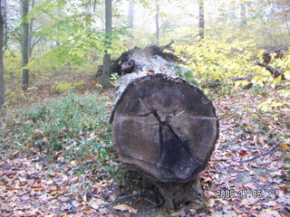 Pennypack Park -- foggy fall morning