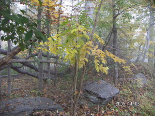 Pennypack Park -- foggy fall morning