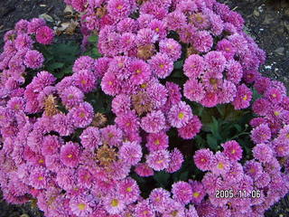 purple flowers