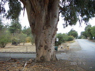 Los Altos Hills morning run