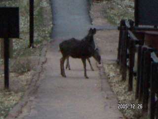 Zion National Park -- mule deer