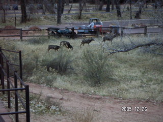 Zion National Park -- mule deer