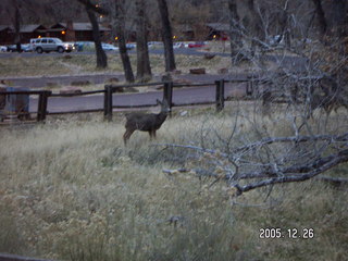 Zion National Park -- mule deer