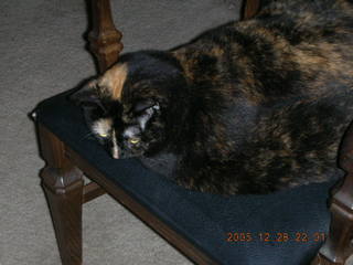 Third picture with my new Nikon Coolpix S2 -- Maria - (cat)