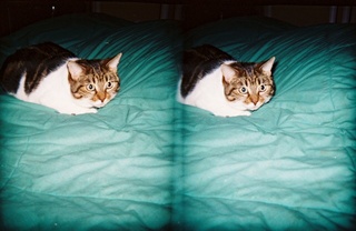 stereo-3D L+R parallel-eye Loreo -- my cat Penny on my bed - (cat)