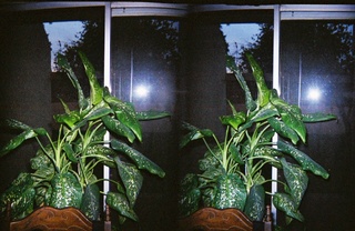 stereo-3D L+R parallel-eye Loreo -- first picture with Loreo -- camera, my plant and the window outside