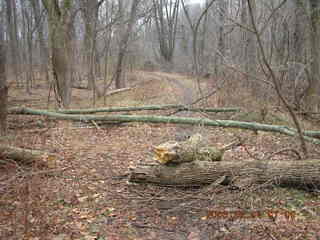 Pennypack Park trail -- morning run