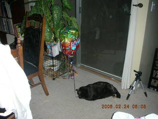 My cat Maria chasing a balloon - (cat)