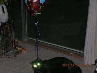 My cat Maria chasing a balloon - (cat)