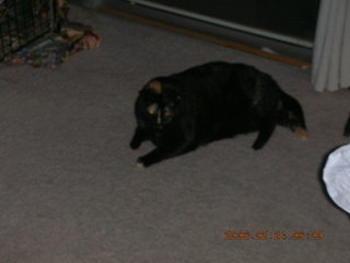 My cat Maria chasing a balloon - (cat)