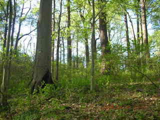 Pennypack Park run