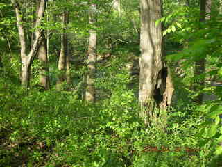 Pennypack Park run