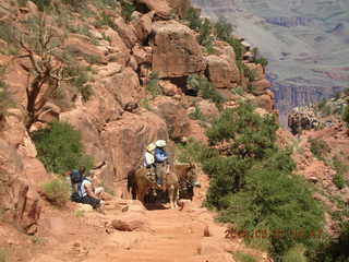 view from South Kaibab trail -- mule pack