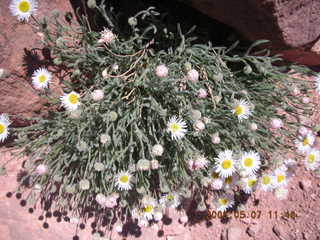 view from South Kaibab trail -- flowers