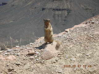 view from South Kaibab trail