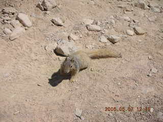 view from South Kaibab trail -- cute squirrel