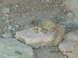 view from South Kaibab trail -- cute squirrel