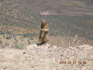 view from South Kaibab trail -- cute squirrel