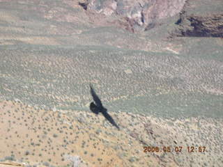 view from South Kaibab trail -- flying black bird