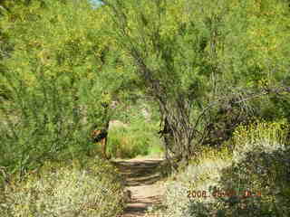 view from South Kaibab trail -- tunnel to Black Bridge